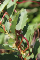 Cuscuta monogyna