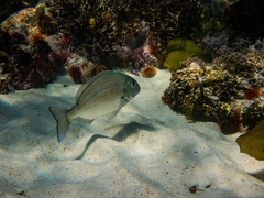 Rhabdosargus holubi