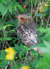 Antrostomus carolinensis