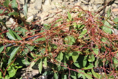 Cuscuta monogyna