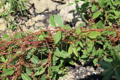 Cuscuta monogyna