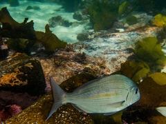 Rhabdosargus holubi