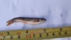 Schizothorax richardsonii