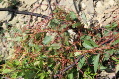 Cuscuta monogyna