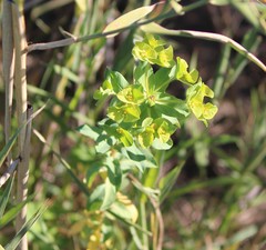 Euphorbia hirsuta