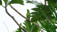 Graydidascalus brachyurus