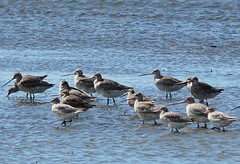Limosa lapponica baueri