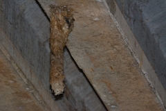 Panyptila cayennensis