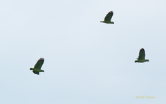 Graydidascalus brachyurus