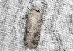 Proteuxoa amaurodes