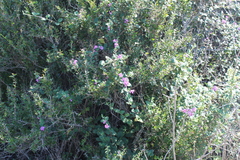Lantana megapotamica