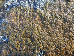Anaptychia runcinata