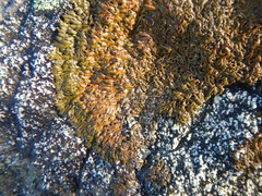 Anaptychia runcinata