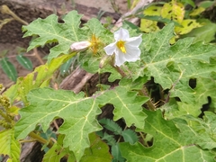 Solanum campechiense