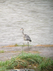 Ardea cinerea