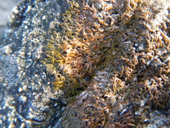 Anaptychia runcinata