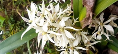 Prosthechea fragrans