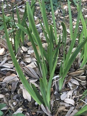 Irideae