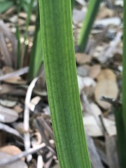Irideae