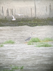Ardea cinerea