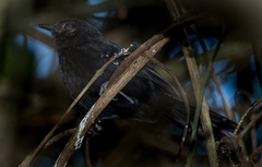 Cercomacra melanaria