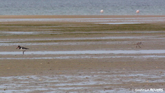 Haematopus ostralegus