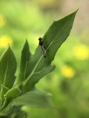 Diptera