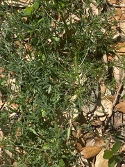Cyclospermum