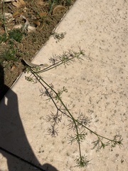 Cyclospermum