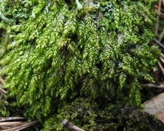 Plagiothecium curvifolium