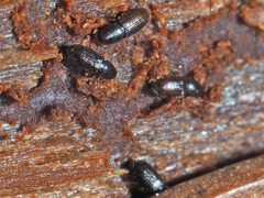 Crypturgus hispidulus