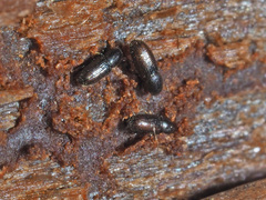 Crypturgus hispidulus