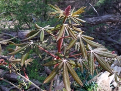 Aesculus × carnea
