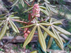 Aesculus × carnea