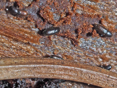 Crypturgus hispidulus