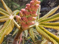 Aesculus × carnea