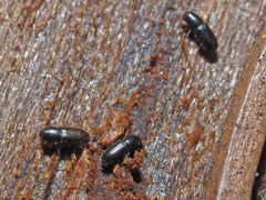 Crypturgus hispidulus