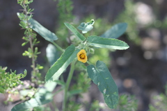 Gaya parviflora