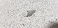 Idaea troglodytaria