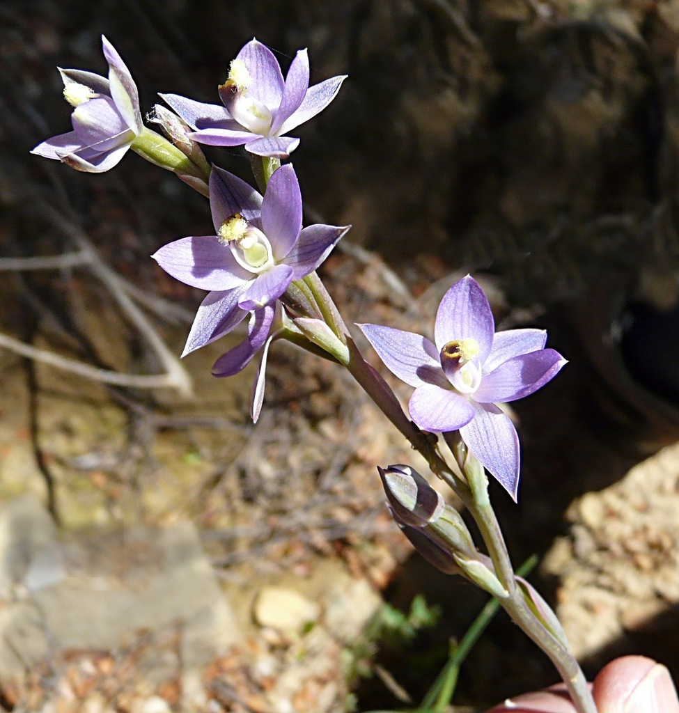 Hatch's Thelymitra