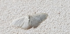 Idaea troglodytaria