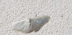 Idaea troglodytaria