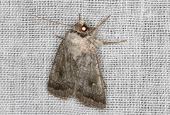Proteuxoa amaurodes
