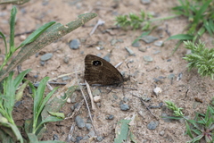 Pampasatyrus yacantoensis