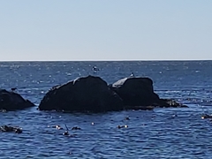 Threskiornis