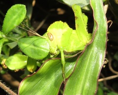 Abisares viridipennis
