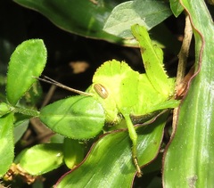 Abisares viridipennis