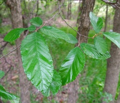 Ulmus crassifolia