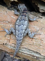 Sceloporus olivaceus