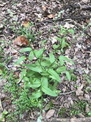 Myosotis macrosperma